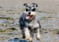 schnauzer-275936_1920