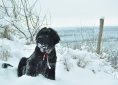 dog-1059625_1920