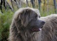 dog-1840127_1920