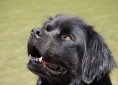 newfoundland-609531_1920