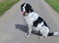 st-bernard-1583477_1920