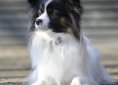papillon-1907474_1280