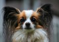 papillon-274183_1920