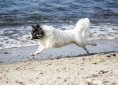 running-dog-1919142_1920
