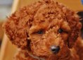 dog-1331487_1920