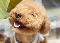 dog-1558962_1920