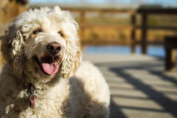 dog-767549_1920