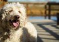 dog-767549_1920
