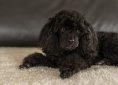 dwarf-poodle-black-3294512_1920