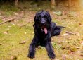 labradoodle-3397552_1920