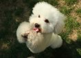 pets-753464_1920