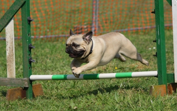 dog-2105686_1920
