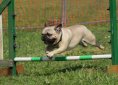 dog-2105686_1920
