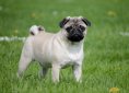 pug-2035675_1920