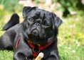 pug-375461_1920