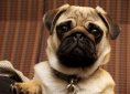 pug-981207_1920