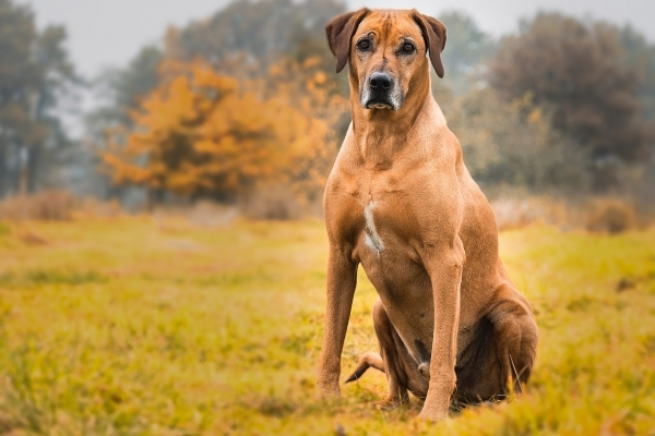 dog-2061187_1920