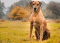 dog-2061187_1920