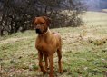 dog-2321451_1920