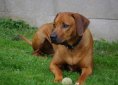 dog-2620179_1920