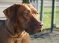 rhodesian-ridgeback-1357615_1920