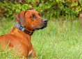 rhodesian-ridgeback-2729375_1920