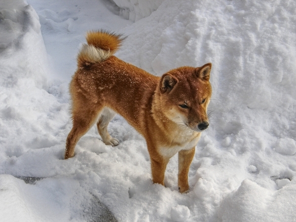 shiba-2928030_1920