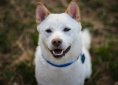 shiba-inu-1592018_1920