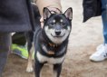 shiba-inu-2231866_1920