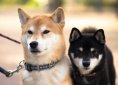 shiba-inu-3083761_1920