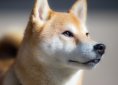 shiba-inu-3087207_1920