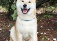 shiba-inu-944510_1280
