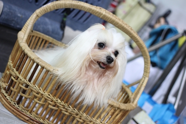 canny-dog-show-1166219_1920
