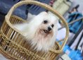 canny-dog-show-1166219_1920