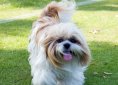 dog-220393_1280