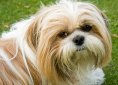 dog-220394_1280