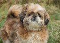 dog-64327_1920