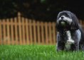 dog-932447_1920