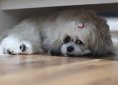 pet-2530273_1920