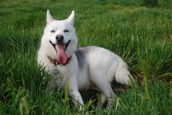 dog-2450235_1920