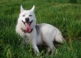 dog-2450235_1920