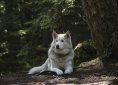 forest-2423921_1920