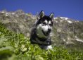 husky-1526172_1920