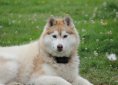 siberian-2040459_1920
