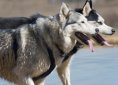 siberian-husky-1771665_1920