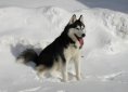 siberian-husky-291721_1920