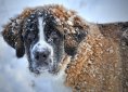 dog-1168663_1920