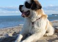 dog-726006_1920