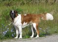 domestic-dog-1564978_1920