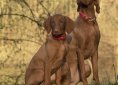 dog-1086284_1280